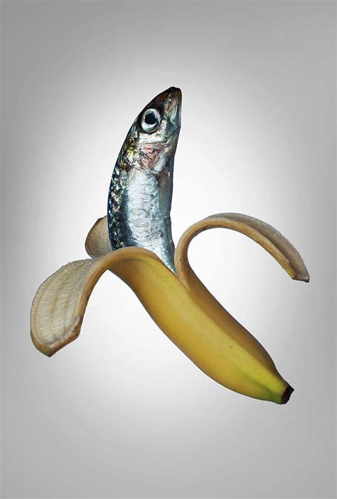 fish   banana photograph  buena vista images fine art america