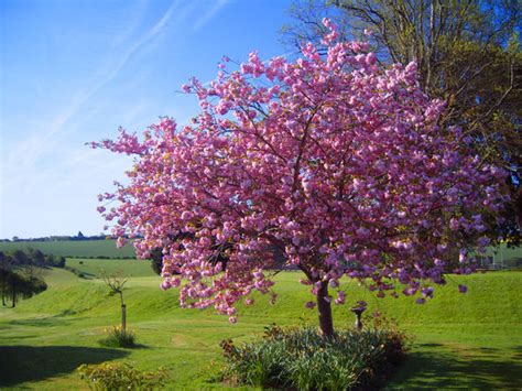 blossoming tree  kaytoo dreamer  deviantart