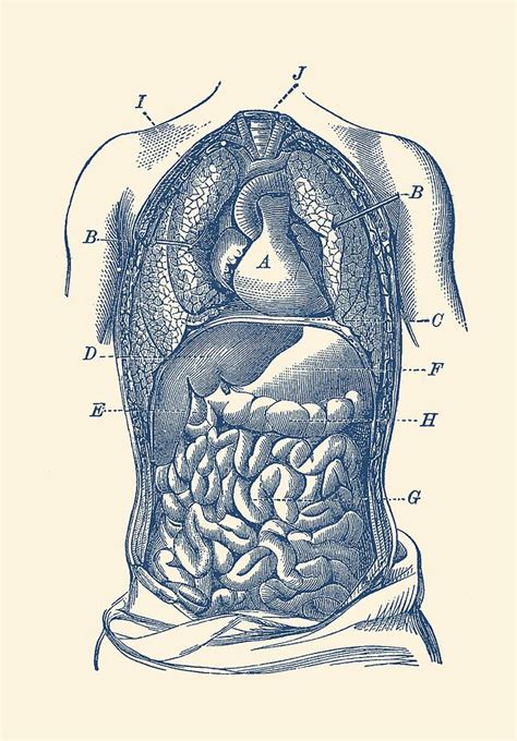 Human Digestive System Diagram Vintage Anatomy Drawing By Vintage