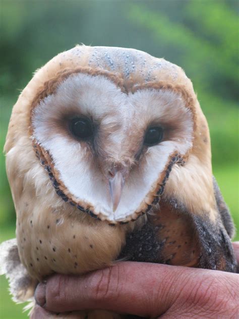 kerkuilen vogelwacht uffelte