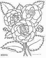 Begonia Coloring Flower Flowers Tracing Pattern Pages Colouring Color Drawing Outline Embroidery Clipart Book Cliparts Template Library Patterns Popular Comments sketch template