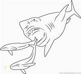 Megalodon Coloring Pages Shark Printable Print Sharks Book Drawing Scary Color Divyajanani Getdrawings Getcolorings sketch template
