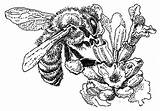 Bee Honey Coloring Pages Pollen sketch template