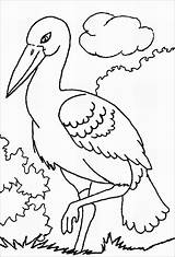 Storks Stork Coloringbay Nest sketch template