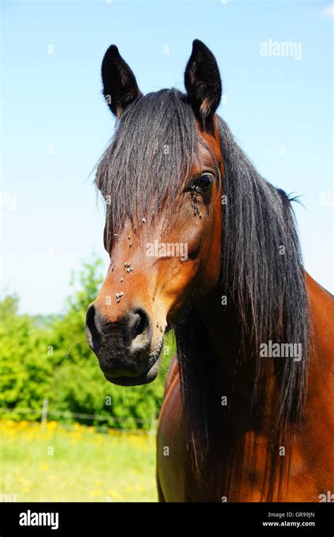 brown horse black mane  res stock photography  images alamy