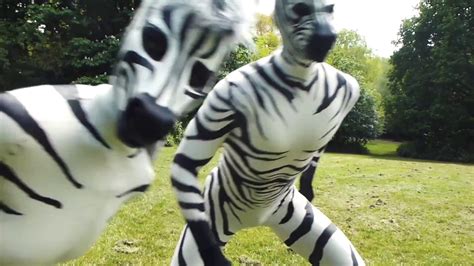 funny zebras youtube