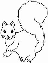 Squirrel Template Coloring Popular Gif sketch template