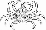 Crab Coloring Spider Pages Sheet Horseshoe Color Crabs Printable Drawing Clipart sketch template