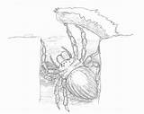 Trapdoor Spider Deviantart Template Sketch Pages sketch template