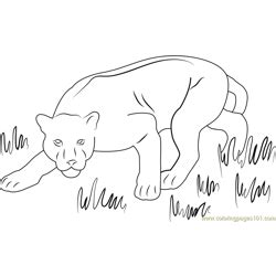panther coloring pages  kids printable