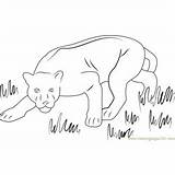 Coloringpages101 Panthers sketch template