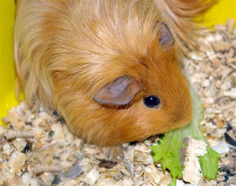 guinea pig illness warning signs petfinder