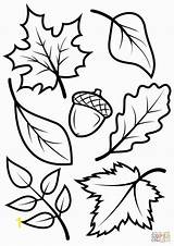 Coloring Pages Gophers Minnesota Fall Acorn Leaves Kids Divyajanani sketch template