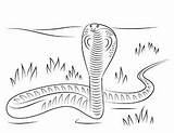 Kobra Naja Schlange Kolorowanki Anaconda Kolorowanka Serpent Kleurplaten Tiere Cobras Kleurplaat Snake Colorier Druku Spitting Stampare Realistic Gratuit sketch template