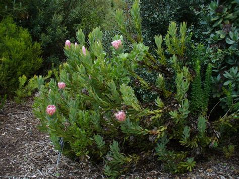 pin  jan means  protea flowers trees  plant protea flower