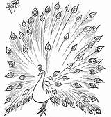 Peacock Drawing Coloring Outline Pages Colouring Simple Peacocks Sketch Wallpaper Kid Its Green Tail Color Drawings Colour Open Template Printable sketch template