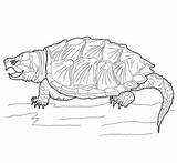 Turtle Coloring Pages Snapping Alligator Printable Drawing Clipart Terrapin Color Print Turtles Supercoloring Getcolorings Sheets Realistic Choose Board Categories sketch template