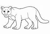 Cougar Coloring Pages Mountain Lion Animal sketch template