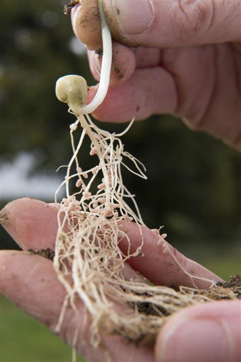root nodules   legume image eurekalert science news releases