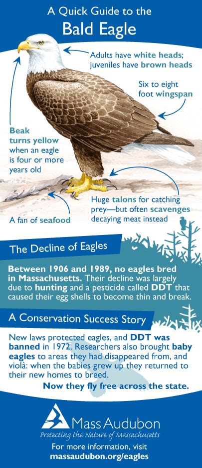 bald eagle infographic distraction displays