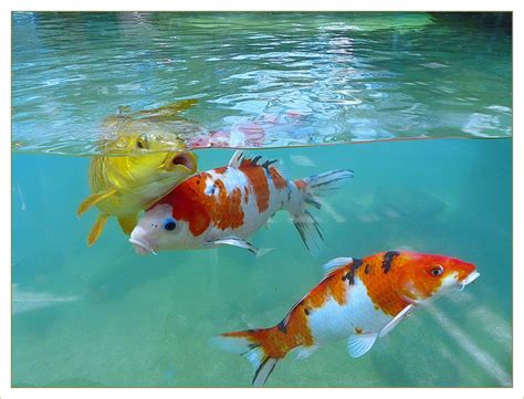 schoene goldene koi karpfen fische im wasser foto bild photography