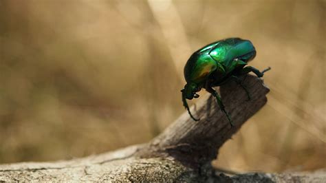dominare scaduto piroscafo japanese drone beetle diverso regno dieci anni