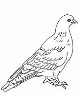 Pigeon Coloring Pages Designlooter 75kb sketch template