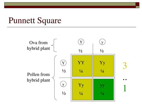 What Is A Punnett Square And Why Is It Useful In Genetics An Example