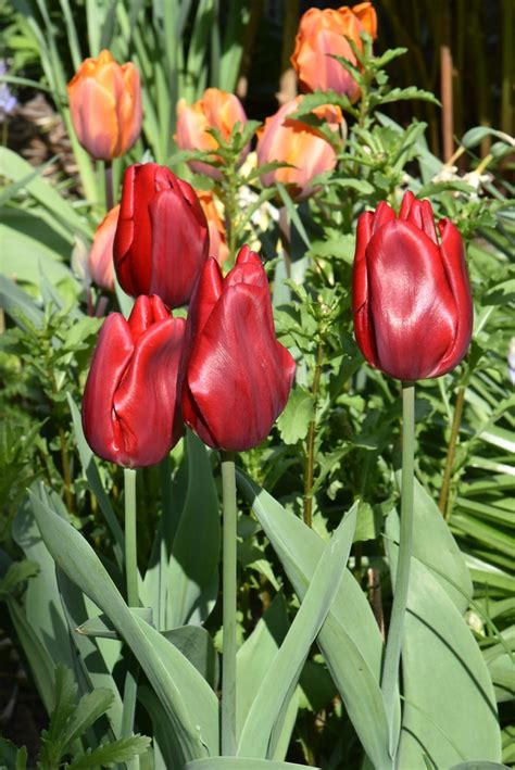 tulipe apeldoorn tulip apeldoorn alfred decostre flickr