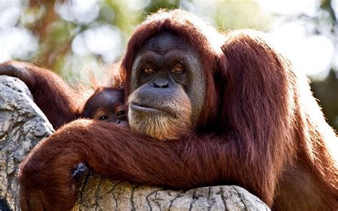 animal orangutan wallpaper