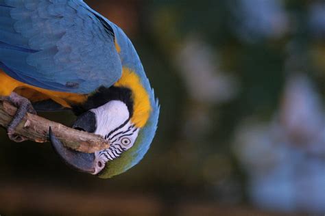 parrot   stick   photo  freeimages