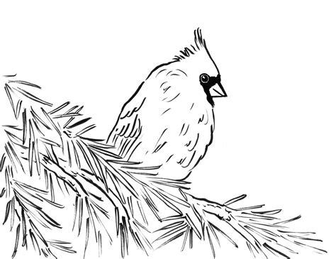 high detailed beautiful cardinal coloring page