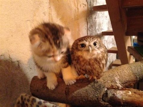 this coffee house s kitten and owl friendship is one of the best we have ever seen
