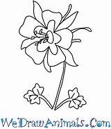 Flower Columbine Draw Easy Tutorial Print sketch template