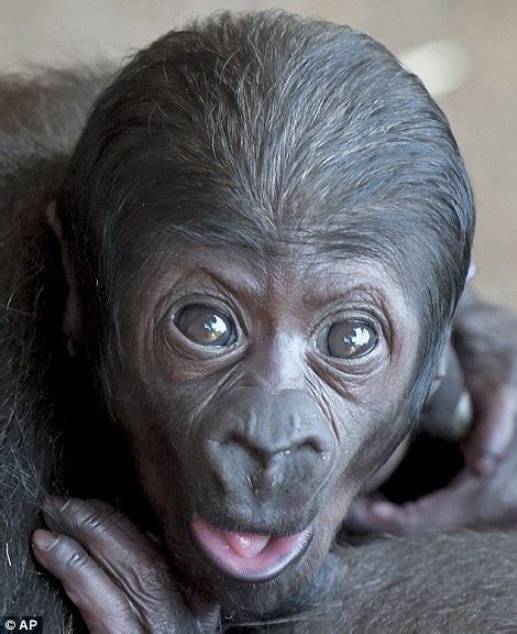 jengo the gorilla plays the clown as it climbs all over its mother before getting a hug daily