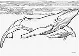 Whale Coloring Pages Template sketch template