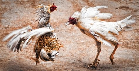 pelea de gallos jose luis cruz flickr