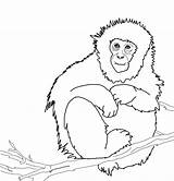 Monkey Macaco Macaque Mono Howler Macaques Realistic Monkeys Giapponese Stampare Japonés Preschool sketch template