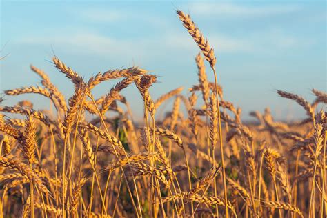 healing grain scientists develop wheat  fights celiac disease