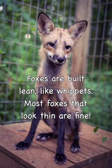That Fox Isn’t Too Skinny For Fox Sake Wildlife Rescue