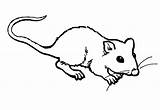Szczur Kolorowanki Rato Ratos Bestcoloringpagesforkids Dzieci Wydruku Dier Afdrukbare sketch template