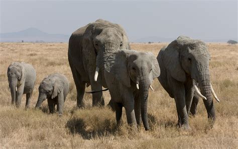 african bush elephant family hd desktop wallpaper widescreen high