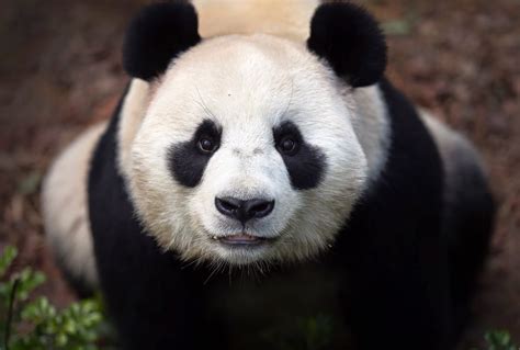 debby artikel tentang hewan panda
