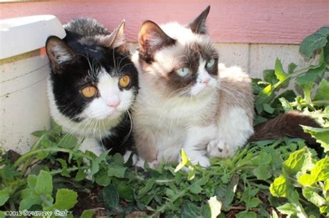 cat friday  love pokey grumpy cats brother bloglander