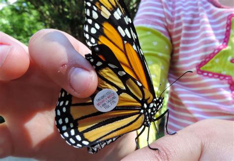 how you can help monarchs monarch monarch butterfly