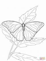 Morpho Mariposa Ausmalbild Schmetterling Admiral sketch template
