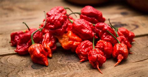 world s hottest pepper will burn your mouth and give you a headache