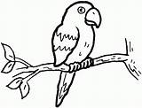Parrot Sketch Drawing Outline Getdrawings sketch template