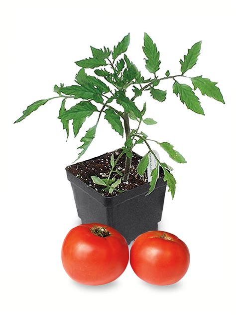 super bush tomato plant buy  gardeners supply