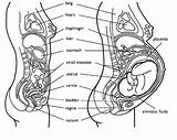 Pregnant Pregnancy Organs Ibu Ngeri Mimpi Sembelit Berpantang Veale Fasa Embrionik sketch template
